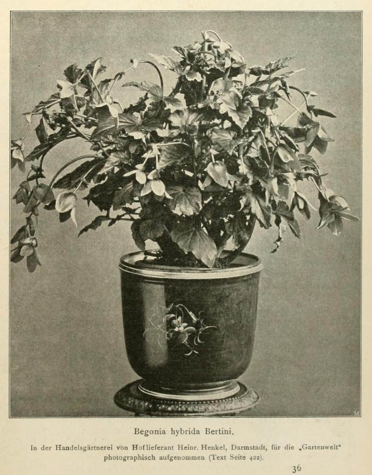 B. ‘Bertini’